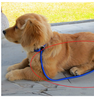 Nylon Pet Dog Slip Training Traction Rope Leash